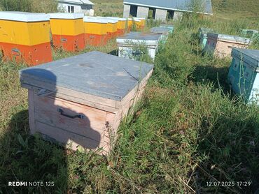 покупка и продажа угля в бишкеке: Бал челектер сатылат аарысы менен парода карника 20 рамкалык лижак 30