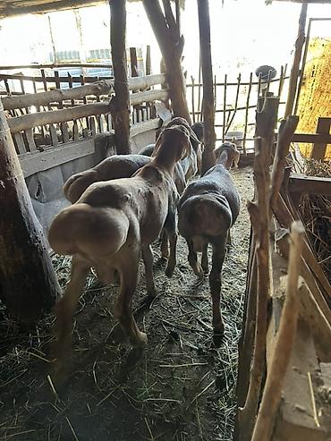 Баран, овца: Продаю | Овца (самка) | Для разведения — 4