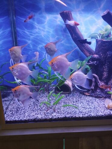 it və qız: Mələk balığı (skalyari), Sülhsevər