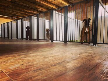 Psi: Hotel za pse Ideal Da li planirate putovanje, posao ili odmor, a ne — 8