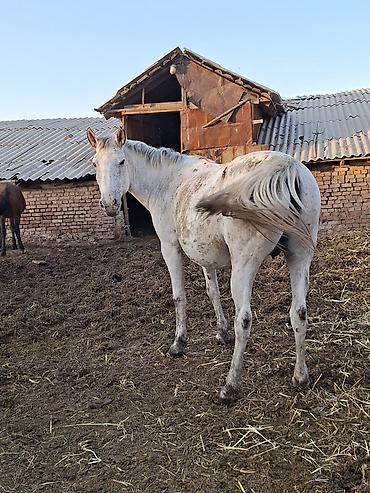 Лошади, кони: Продаю | Кобыла (самка) | Рабочий — 3