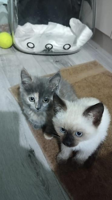 кошки сиамская: Сиамская, 2 месяца, Девочка, Приучена к лотку — 1