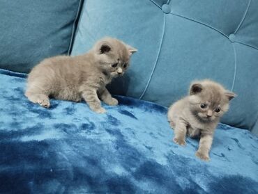 Продажа кошек: Британская короткошёрстная, 1 месяц, Мальчик, Голубой, Метис, Приучена к лотку — 5