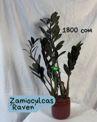 купить луковицы тюльпанов из голландии: Район Дубовый Парк Для покупки напишите нам на What’sApp Можете