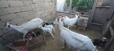 Keçi, çəpiş: Dişi, Zanen, il: 1, Damazlıq, Ünvandan götürmə