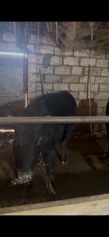 Inəklər, öküzlər: 18 baş dişi 230kq usbe us cekileri 5 aydi bağdadı — 13