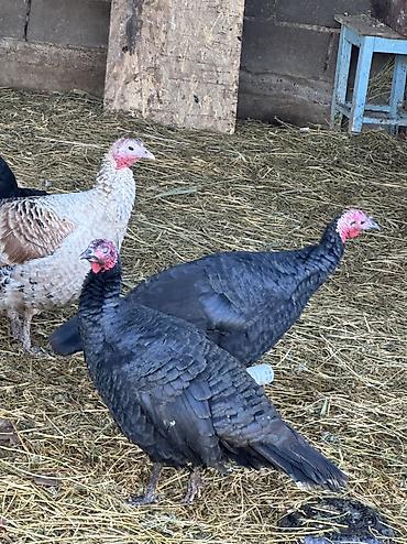 Индюки: Продаю | Индюшка (самка), Индюк (самец) | Черный принц | На забой, Для разведения | Племенные — 5