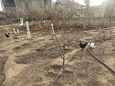 Yumurta: Kənd yumurtasi satilir. Unvan Novxani.Əsil təbi dərmansiz kənd — 5