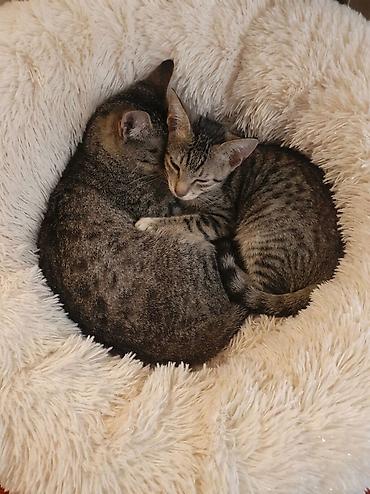 tap az heyvanlar baki: Lənkəranda etibarlı əllərə ana bala pişiklər🐈🐈🐈sahibləndirilir.Şirin — 1