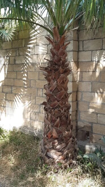 Ağaclar: Bu palma ağacı tropik bir görünüşə malik olub, bağçanıza, həyətinizə — 9