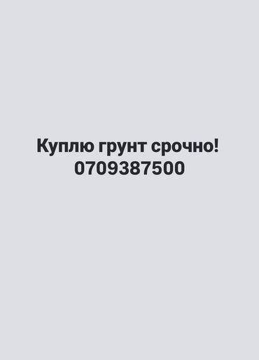 орук как сатылат: Срочно куплю грунт