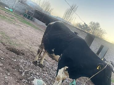 Коровы, быки: Продаю | Корова (самка) | Для молока — 7