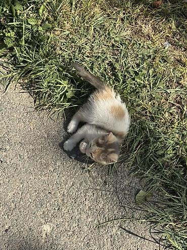 котята мэйн кун: Котята в добрые руки. Милые домашние котята разного окраса: рыжие — 1