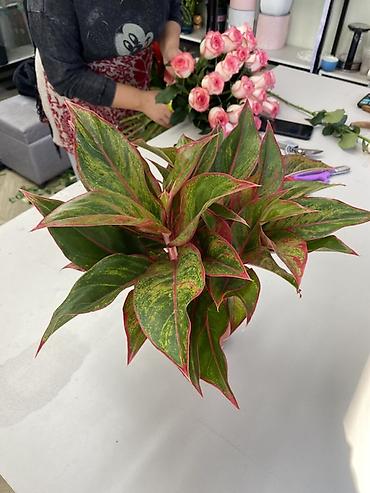 Аглаонемалар: Аглаонема (Aglaonema) декоративно-лиственная, сорт с розово-красными — 3