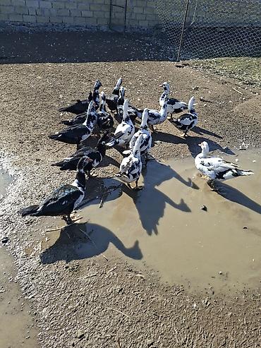 bece cuceler: Muscovy ördəkləri (hind ördəyi) – qarışıq rəngli sürü - Cins: Muscovy — 1