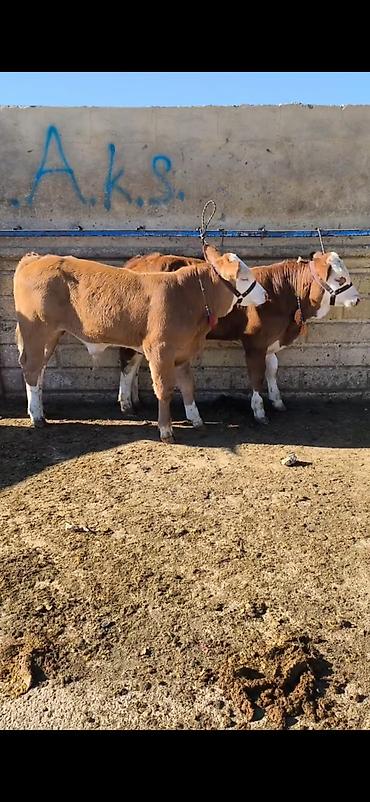 kənd təsərrufatı heyvanları: Simmental tipli dana/buzaqlar - Rəng: qəhvəyi-bəyaz, alnı və — 3