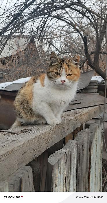 Отдам даром кошку: Кошка даром: Беспородная, Девочка at lalafo.kg — 2 Отдам даром кошку: Кошка даром: Беспородная, Девочка — 2