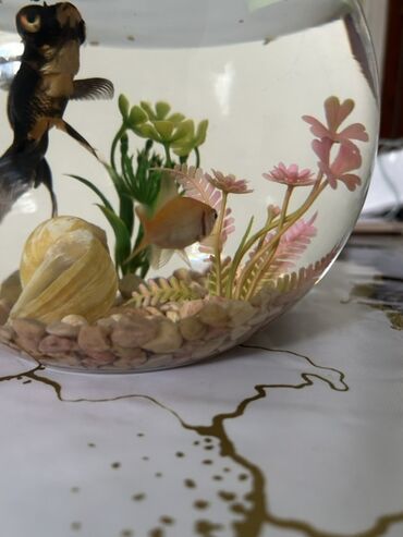 Balıqlar: Qızıl balıq, Sülhsevər, Pulsuz çatdırılma -da lalafo.az — 5 Balıqlar: Qızıl balıq, Sülhsevər, Pulsuz çatdırılma — 5