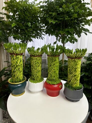 кресло офис бу: Декоративные композиции из «счастливого бамбука» (Dracaena sanderiana)