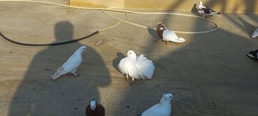 Göyərçinlər: Satılır: bəzək göyərçinləri dəsti - Növ: bəzək və uçuş üçün saxlanan — 9