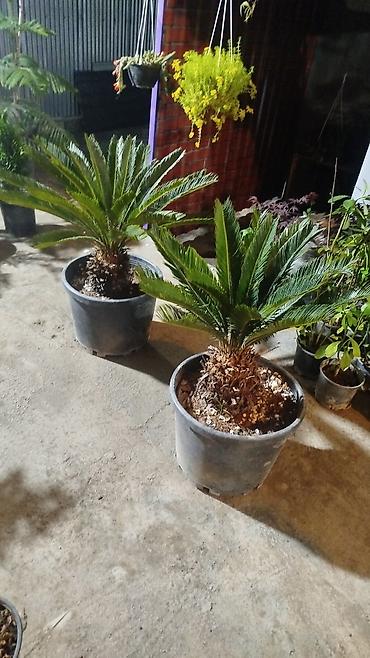 paulownia agaci: 0508987540)ad:Gülər🪴HərnövDekor Gül Ağac Sifarişi Satişi Bütün — 6