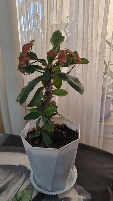 Драцены и Сансевиерии: Распродажа цветов долларовое дерево в красивых горшках отлично — 18