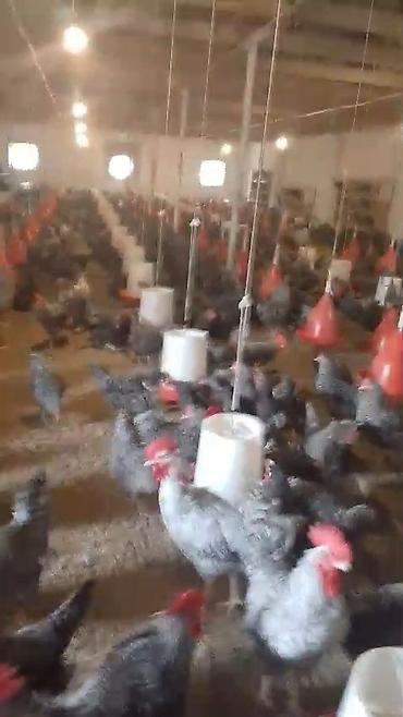 Super XARKOV TOYUQLARININ MAYALI YUMURTALARININ VƏ 1 GÜNLÜK