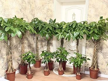пахира цветок: В продаже пахира 🌿 Есть 2 размера: • Большая пахира — высота 155–160 — 2