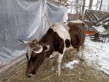 молочные породы коров в кыргызстане: Продаю | Корова (самка) | Для разведения, Для молока