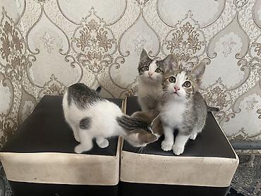 Животные: Домашние котята прирученные привыкли к людям хорошим и ответственным — 1