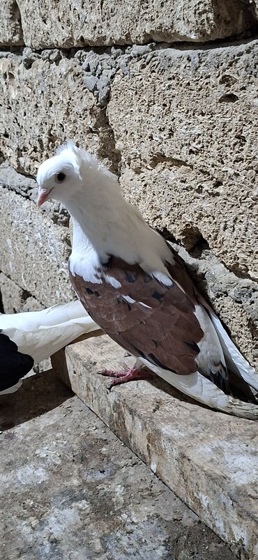 Göyərçinlər: Qoşa əbrəş çəp əbrəş quyruq erkəy qızqın super heyvandı mayasıda qara — 1
