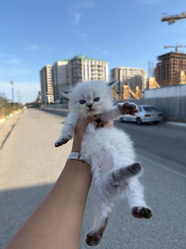 pisik oyuncagi: Salam raqdol balalaridi temiz saglam yalniz heqiqeten heyvansevwrlere — 1