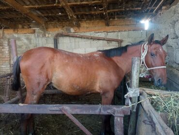 чистокровный лошадь: Продаю | Кобыла (самка), Конь (самец), Жеребец | На забой, Для разведения, Для молока