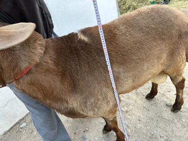 Бараны, овцы: Продаю | Баран (самец) | Полукровка | Для разведения | Осеменитель — 9