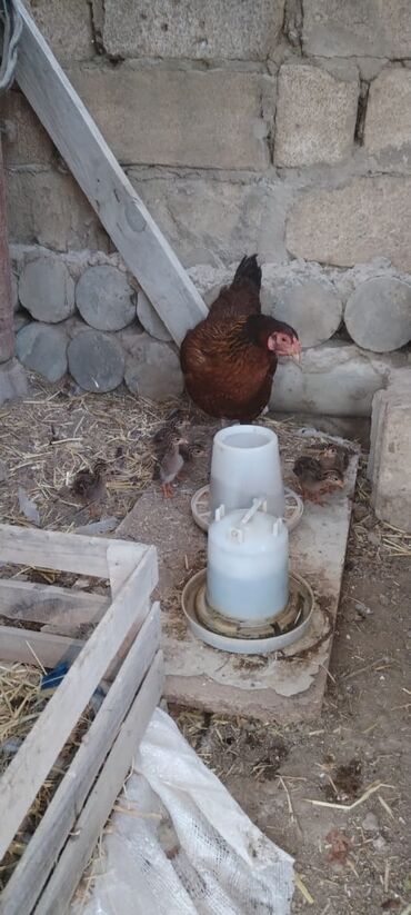 Xoruzlar: 1 həftəlil firəng cücəsi 6 ədəd. Toyuğun altında çıxıb. 6 cücə 1 toyuq