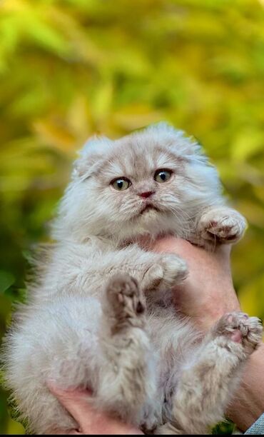 саванна кошка цена: Порода: шотландская вислоухая (Scottish Fold), длинношёрстный тип