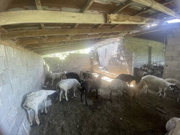 пастух ферма кашар: Требуется Пастух, Оплата Дважды в месяц, Форма