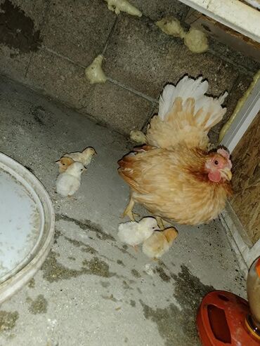 Куры, петухи: Продаю | Куры, Петух — 5