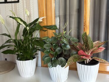 Уличные растения: Spathiphyllum 20azn peperomia 25azn aglanema 40azn. Çatdırılma