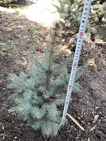 Декоративные деревья: Саженцы деревьев: Ели, Платная доставка, Самовывоз — 11