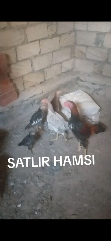 кошки в добрые руки баку: Toyuq, Damazlıq