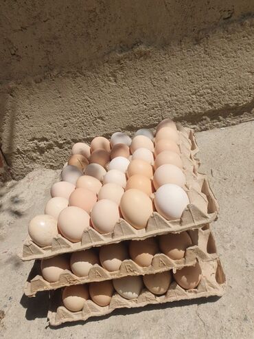 певчие птицы: Домашние яйца по выгодной цене 👍