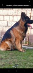 доберман собака цена: Вязка: Немецкая овчарка, Самец, 3 года, С родословной