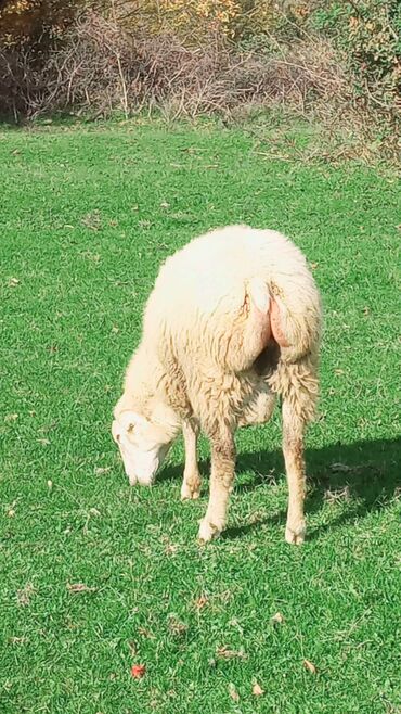 Qoyunlar, qoçlar: Dişi, il: 2, Damazlıq, Ünvandan götürmə — 8