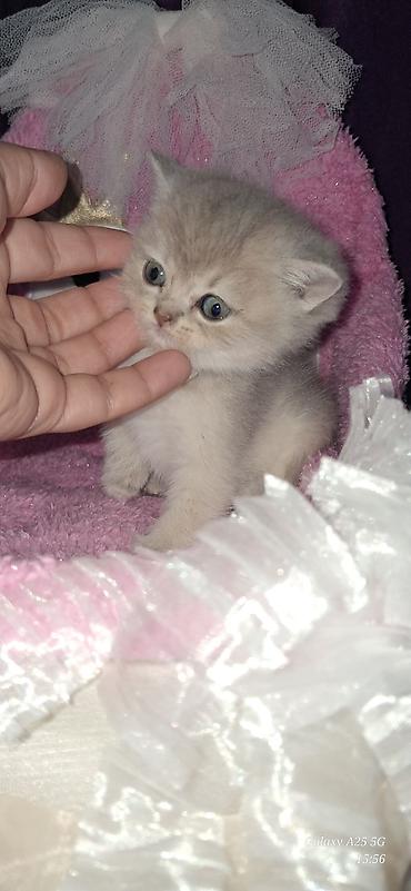 Pişiklər: Şinşilla — 8
