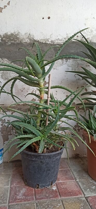 hemise bahar gulu v Azərbaycan | EVLƏRIN SATIŞI: Aloe gulü 45azn