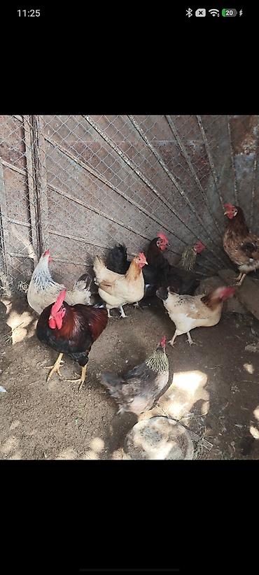 heyratı barter: Toyuq, Yumurtalıq, Ünvandan götürmə — 1