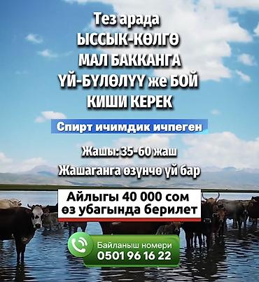 уй порода: Требуется Скотник, Оплата: Сдельная — 1