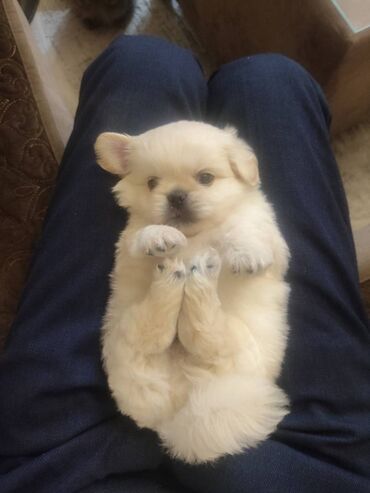 itler avcarka: Pekines, 1 ay, Erkek, Ödənişli çatdırılma