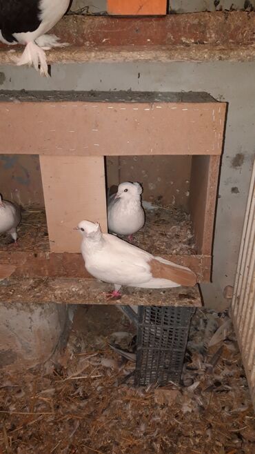 Göyərçinlər: Abrez bawi kekili hazir cutler ve keven quwlarda var cutu 30m.barterde — 2